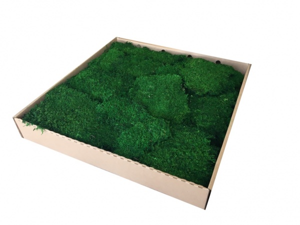 Premium Preserved Alpine Flat Moss Medium Green XL Wholesale Box